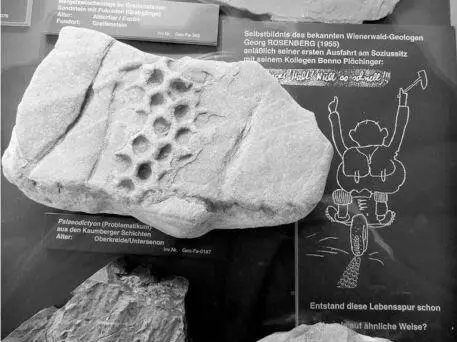 Geologisches Problematikum Wie kommt der versteinerte Abdruck einer - фото 31