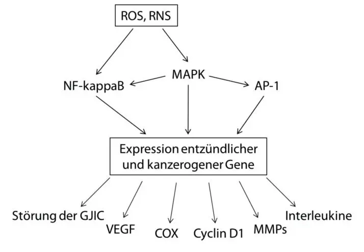 Abb 8 Nichtgenotoxische Effekte von oxidativem Stress adaptiert nach Lee - фото 8