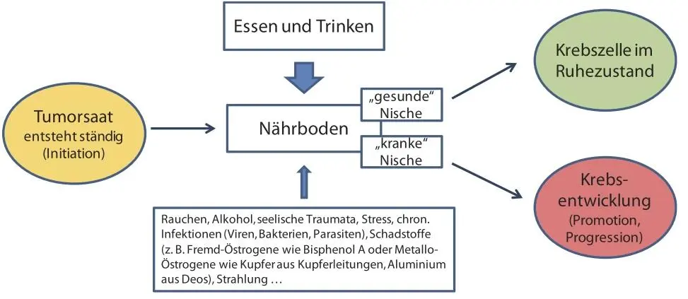 Abb 4 Einflussfaktoren auf die Entstehung eines für die Tumorentwicklung - фото 4