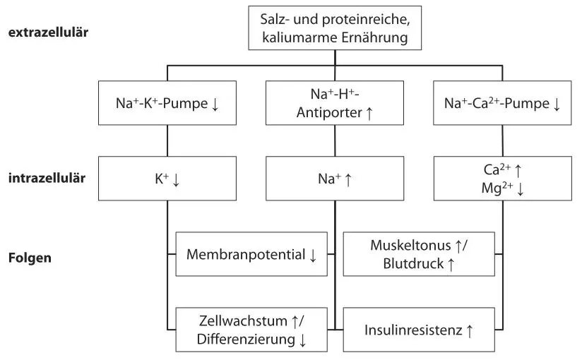 Abb 9 Einfluss der verschiedenen Pumpen auf die intrazellulären - фото 9