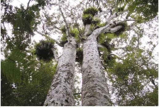 Kiwi trifft Kauri In den unberührten Wäldern des Trounson Kauri Park fühlt - фото 38