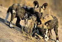 Der Afrikanische Wildhund gilt laut IUCN als gefährdete Tierart Die Gesamtzahl - фото 10
