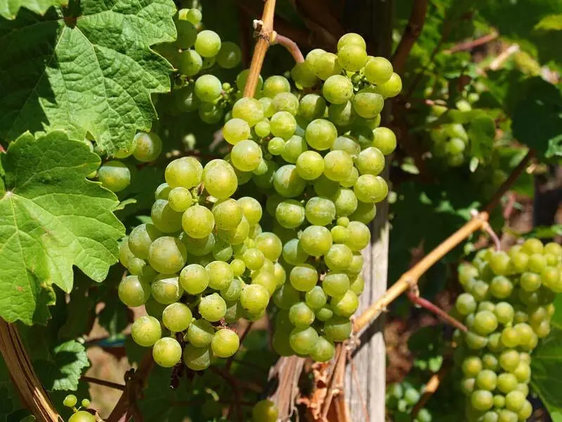 Die vorherrschende Traubensorte in der Pfalz ist der Riesling Doch a - фото 23