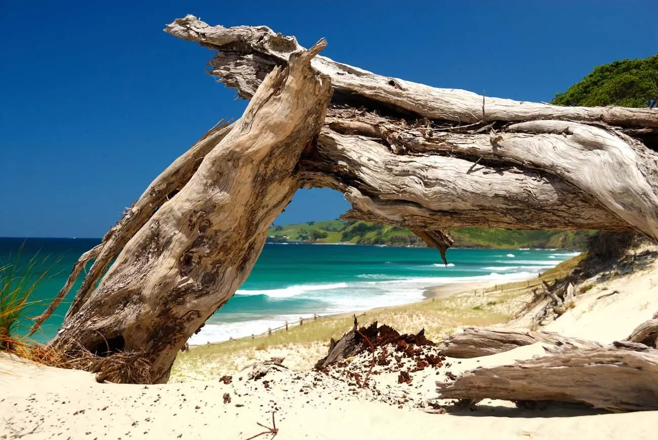 Einsame wilde Strände hat das Northland im Überfluss zu bieten 1Pakiri Beach - фото 3