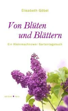 Elisabeth Göbel Von Blüten und Blättern обложка книги