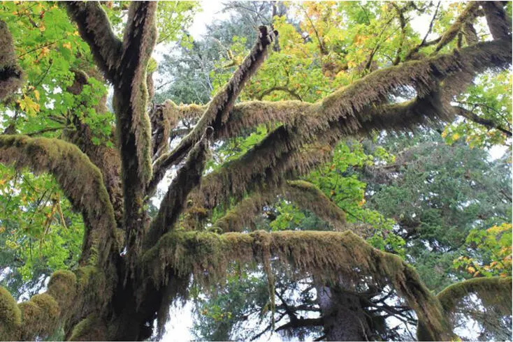 Hoh Rain Forest Regenwald an der Küste Washingtons Der Preis war allerdings - фото 2