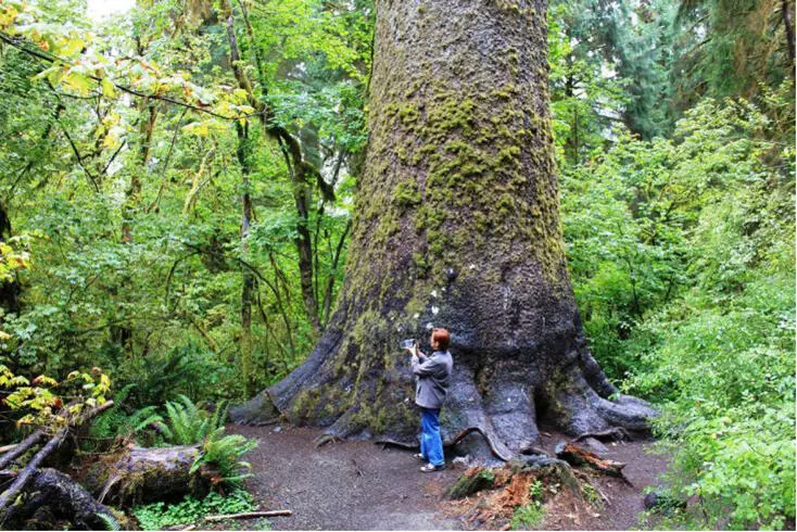 Hoh Rain Forest Regenwald an der Küste Washingtons Der Preis war allerdings - фото 3