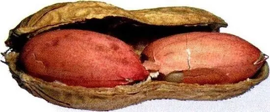Frische rohe oder getrocknete Erdnüsse sind ein hervorragendes - фото 7