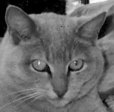 Meine Katze Hazel machte meinen Ablagekasten zu ihrem neuen Schlafplatz und lag - фото 3