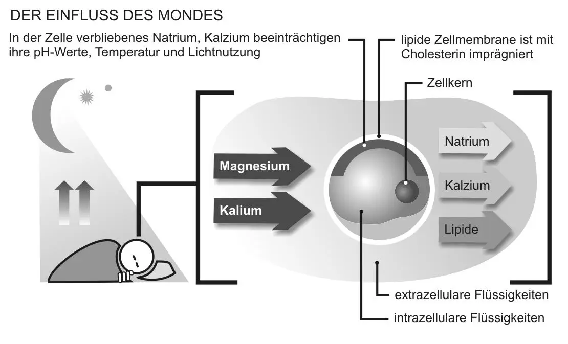 Hier ist die Zellmembran deutlich weniger durchlässig dadurch erfährt die - фото 8