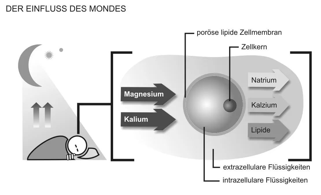 Bei Nacht Der Mond zieht das Natrium mit dem Kalzium und den Lipiden da - фото 6