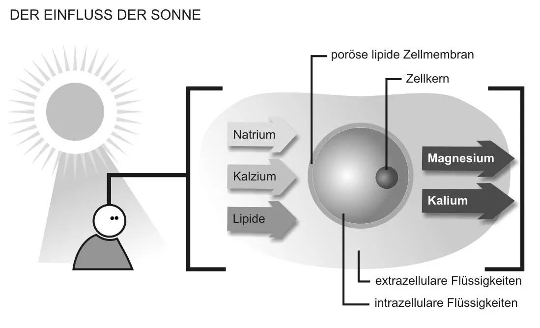 Die natürliche Position für Natrium und Kalzium ist außerhalb der Zelle Die - фото 5