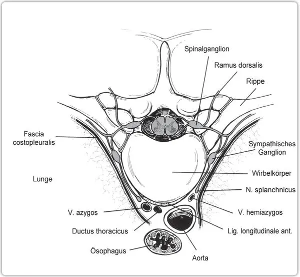 ZEICHNUNG I15B EIN TRANSVERSALER QUERSCHNITT DES KOSTOVERTEBRALEN GELENKS - фото 25