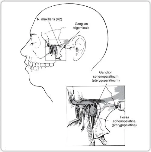 ZEICHNUNG I10 A SEITENANSICHT DES GANGLION SPHENOPALATINUM - фото 18