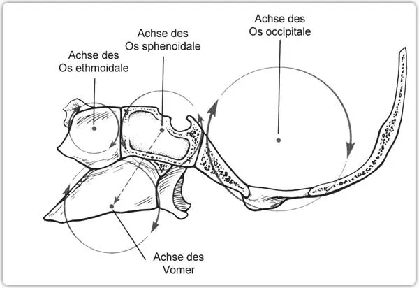 ZEICHNUNG I5 DIE SCHÄDELBASIS IN FLEXIONSPOSITION UND DIE DAMIT VERBUNDENE - фото 12