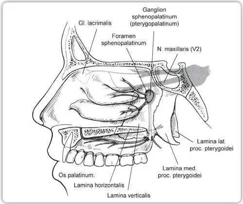 ZEICHNUNG I10 B MEDIALE ANSICHT DES GANGLION SPHENOPALATINUM - фото 19