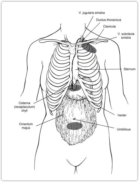 ZEICHNUNG I14 DIE ANWENDUNGSBEREICHE FÜR DIE BEHANDLUNG DER LYMPHE NACH DR - фото 23