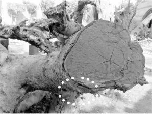 Seit 2015 keimt der Marienbaum wieder neu Als wir vor dem Wunderbaum stehen - фото 24