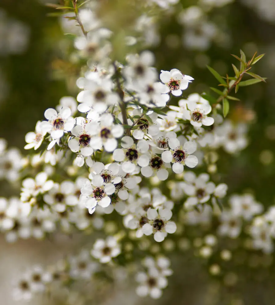 ManukaHonig ist demnach ein besonderer Blütenhonig aus dem Nektar der - фото 6