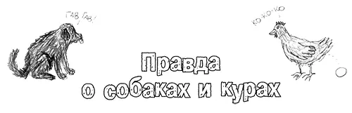 Я сажусь на деревянный поддон который папа положил на землю в курятнике - фото 414
