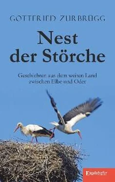 Gottfried Zurbrügg Nest der Störche обложка книги