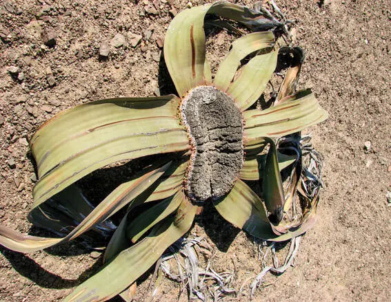 Nicht unbedingt schön aber einzigartig Welwitschia mirabilis In den - фото 54
