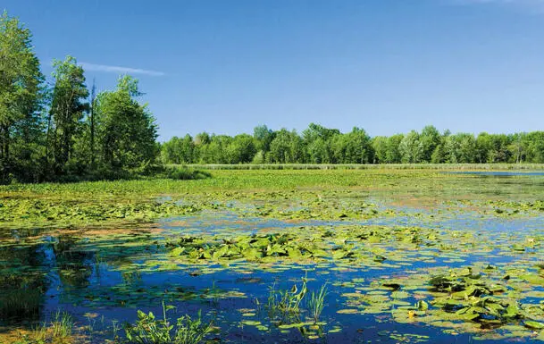 Schwimmende Gärten Nationalpark Plaisance Heute erstreckt sich der Parc - фото 45