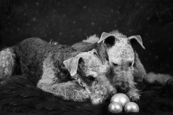 Oh diese Airedales Als könnten sie kein Wässerchen trüben liegen beide in - фото 6