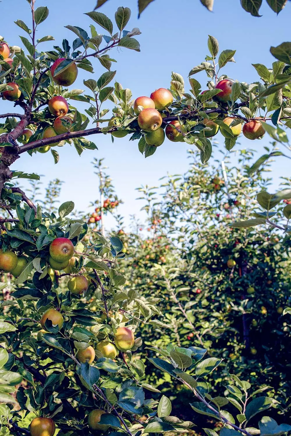 Frisches und regionales Obst ist auf Hamburgs Märkten ganzjährig zu finden - фото 33