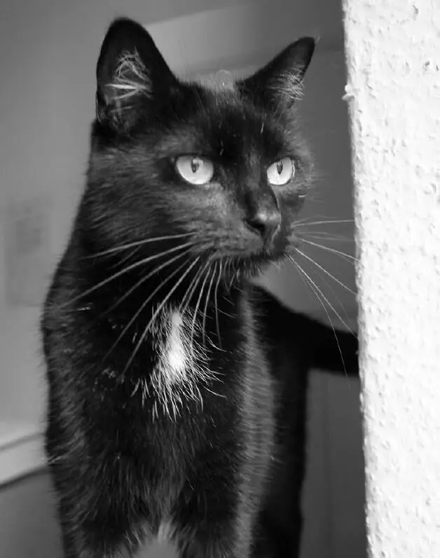 Nachbars Katze von links Suse schüttelt belustigt den Kopf und tritt auf die - фото 3