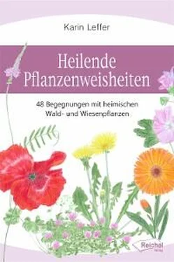 Karin Leffer Heilende Pflanzenweisheiten обложка книги