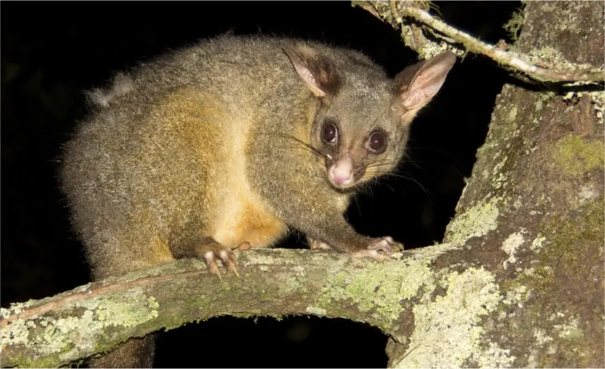 Futtergieriges Possum Schlangen und Spinnen Eine Braunschlange Schlangen - фото 42