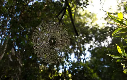 Spinnen beeindruckend oder beängstigend Mit Schlangen ist es ähnlich Die - фото 44