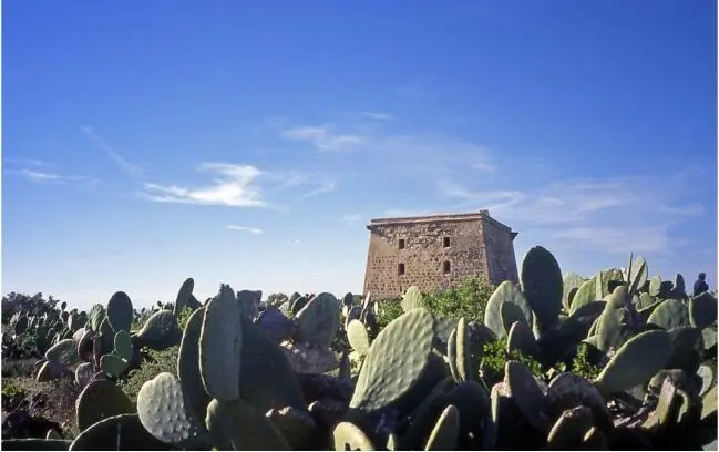 Das ehemalige Gefängnis von Tabarca ist von dichten Kaktushecken umgeben - фото 2