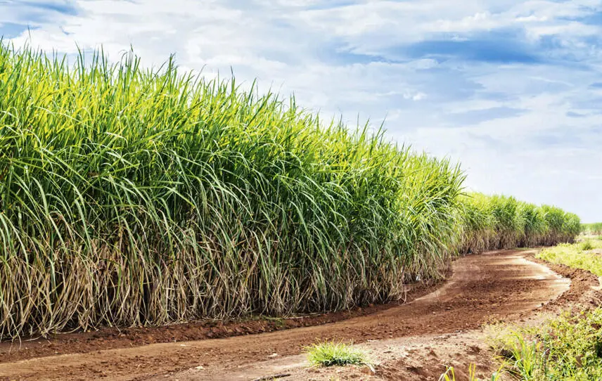 Zuckerrohrfeld in der Karibik Zucker als Süßstoff Mit dem Import der - фото 4