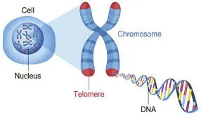 Telomere sind die Schutzkappen am Ende jedes Chromosoms Chromosome sind - фото 33