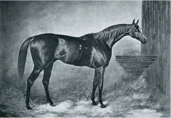 Der Goldfuchs Doncaster 1870 der die Darley ArabianHengstlinie fortsetzte - фото 20