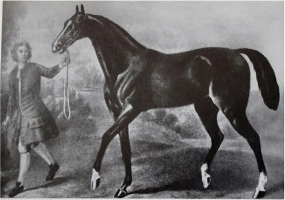 The Darley Arabian 1704 nach England eingeführt gilt als einer der drei - фото 2