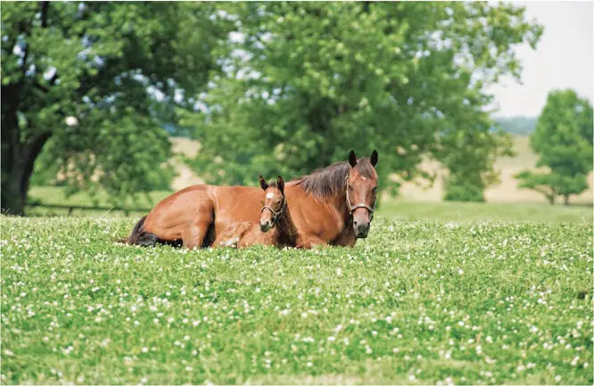 Foto Courtesy of Claiborne Farm Eleanor die sieben Rennzeiten auf der Bahn - фото 5