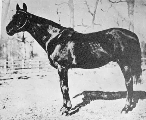 J R Keenes Kingston 1884 138 Starts 89 Siege JAMES R KEENE und seinem - фото 6