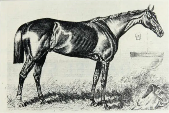 Hindoo 1878 von Virgil Er war Daniel Swigerts erster Kentucky DerbySieger - фото 10