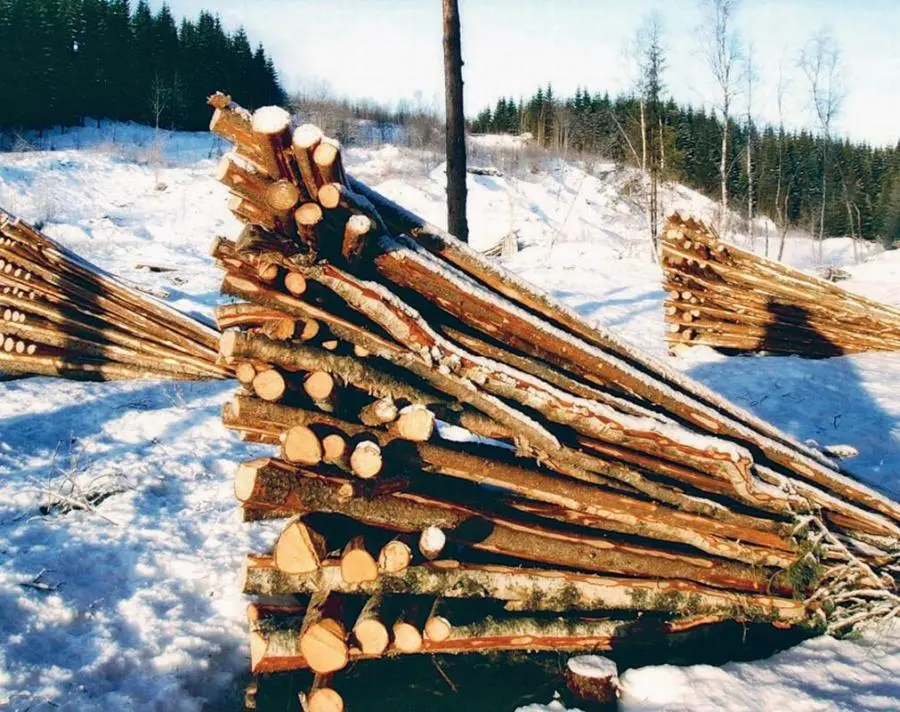 Во время войны ветки активно использовались аппарат Krisekvisten собирал их в - фото 8