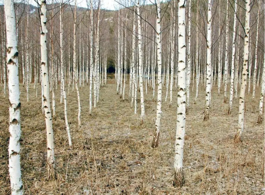 Симметрично посаженный и хорошо ухоженный березовый лес в Фованге в - фото 12