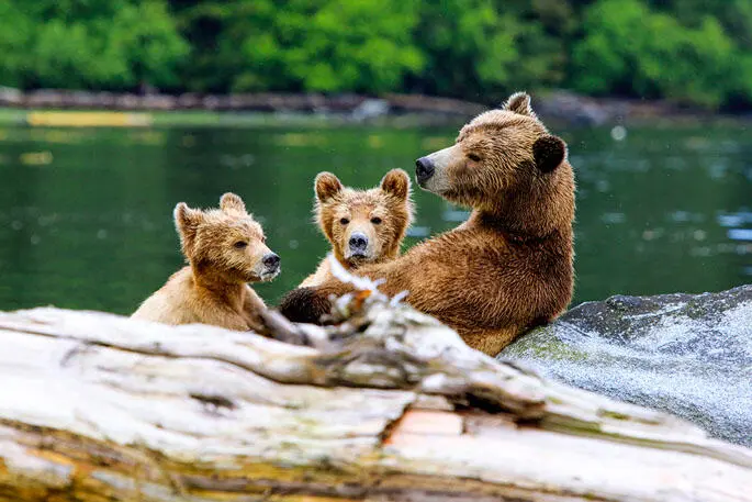 Zu den besten Plätzen um Grizzlys zu beobachten zählen die Knight Inlet Lodge - фото 36