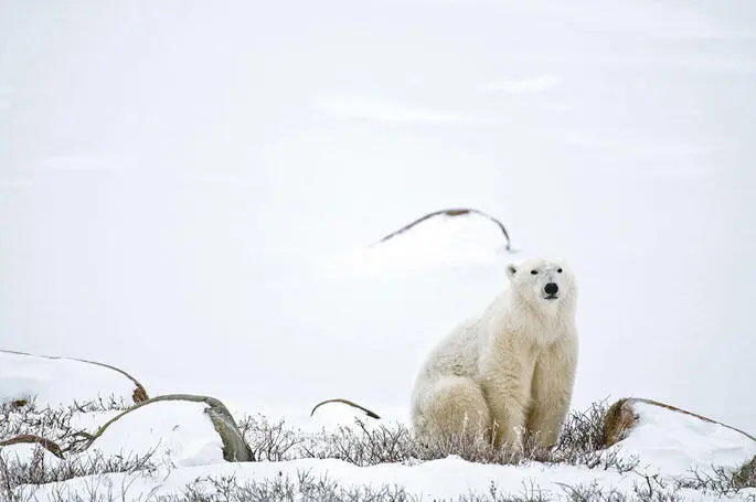 Eisbären sind die Könige der Arktis und eines der SehnsuchtsMotive - фото 34