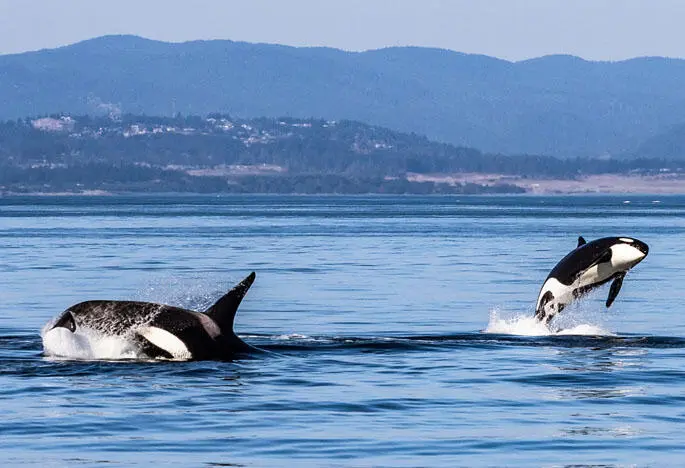Und so bestehen rund um Vancouver Island besonders gute Chancen Orcas zu - фото 35