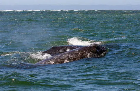 Grauwale und Buckelwale sind regelmäßig vor der Küste von Vancouver Island zu - фото 42