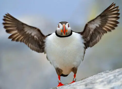 Eines der größten Vogelschutzgebiete Kanadas liegt nur eine gute halbe - фото 44