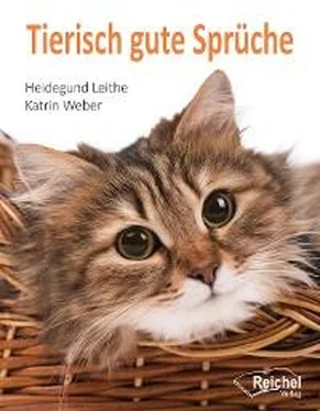 Katrin Weber Tierisch gute Sprüche обложка книги