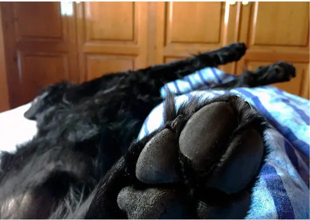 Dabei gilt grundsätzlich die Regel wonach der Hund durchaus mit ins Bett darf - фото 5